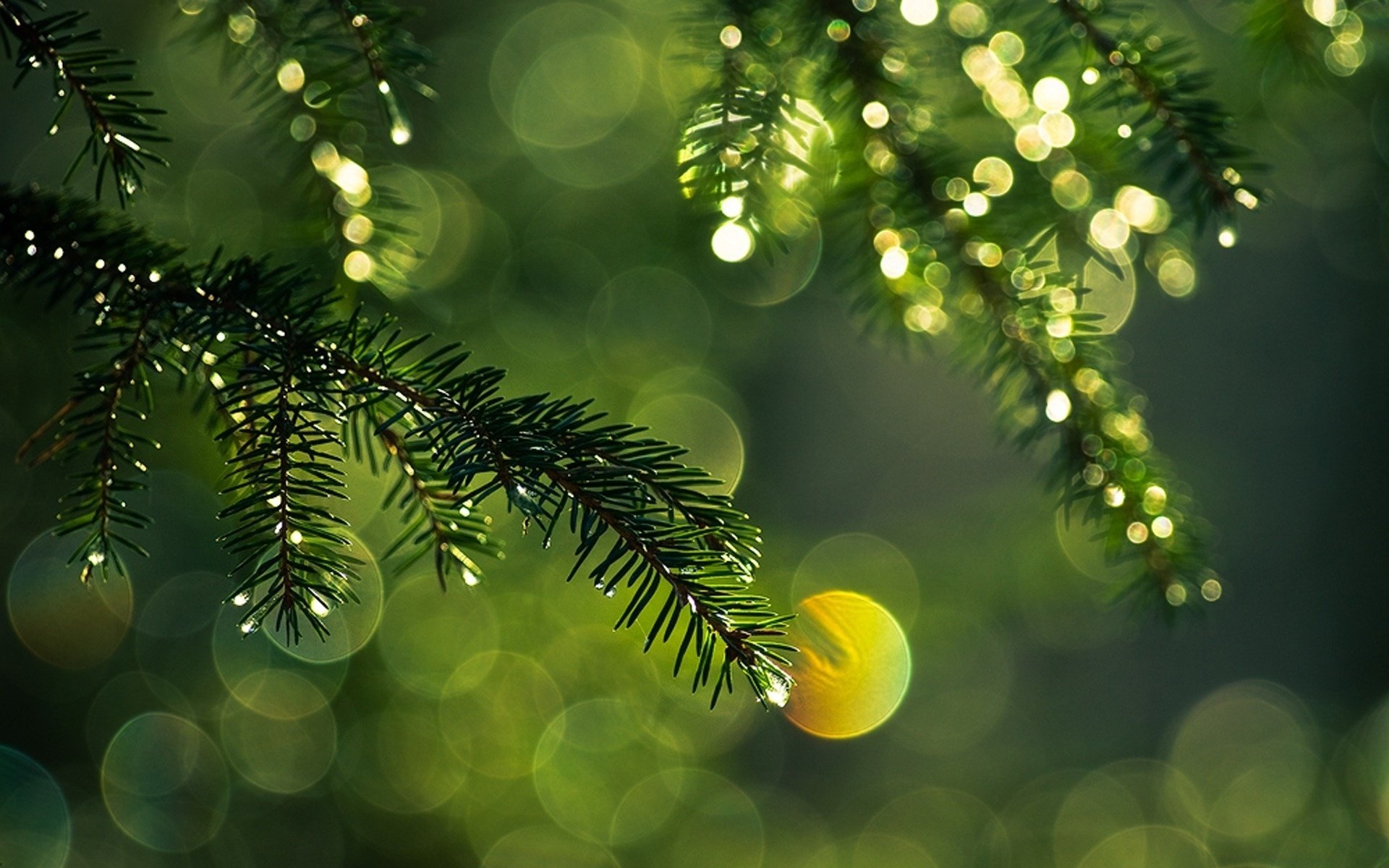 light, Green, Spruce, Branch, Needles, Branches, Highlights, Drops Wallpaper