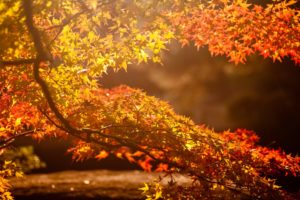 branch, Autumn, Highlights, The, Sun, Leaves, Tree, Background