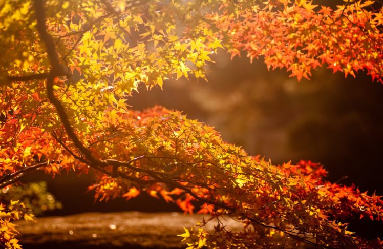 branch, Autumn, Highlights, The, Sun, Leaves, Tree, Background HD Wallpaper Desktop Background