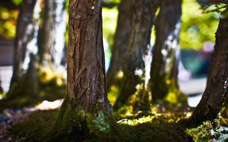 trees, Light, Moss, Macro HD Wallpaper Desktop Background