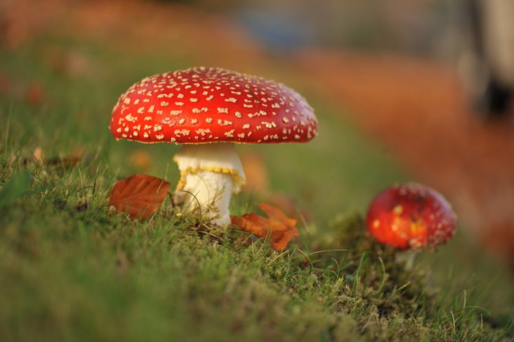 macro, Autumn, Amanita, Mushrooms HD Wallpaper Desktop Background