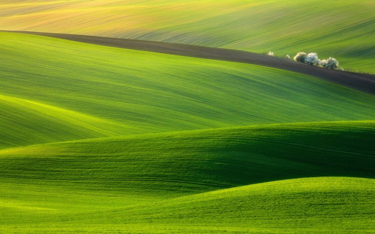 spectacular, Green, Field HD Wallpaper Desktop Background
