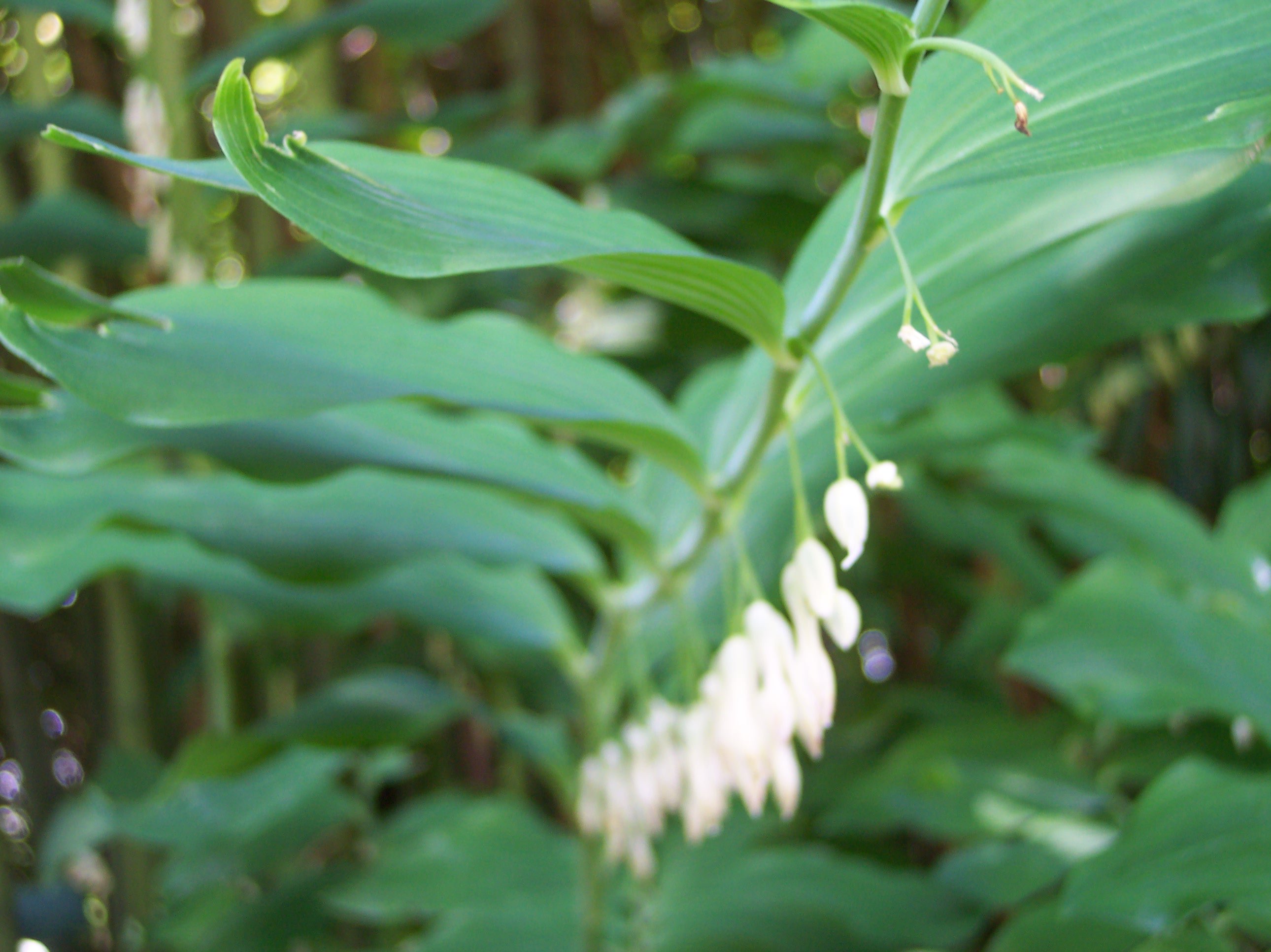 plant, Flower Wallpaper
