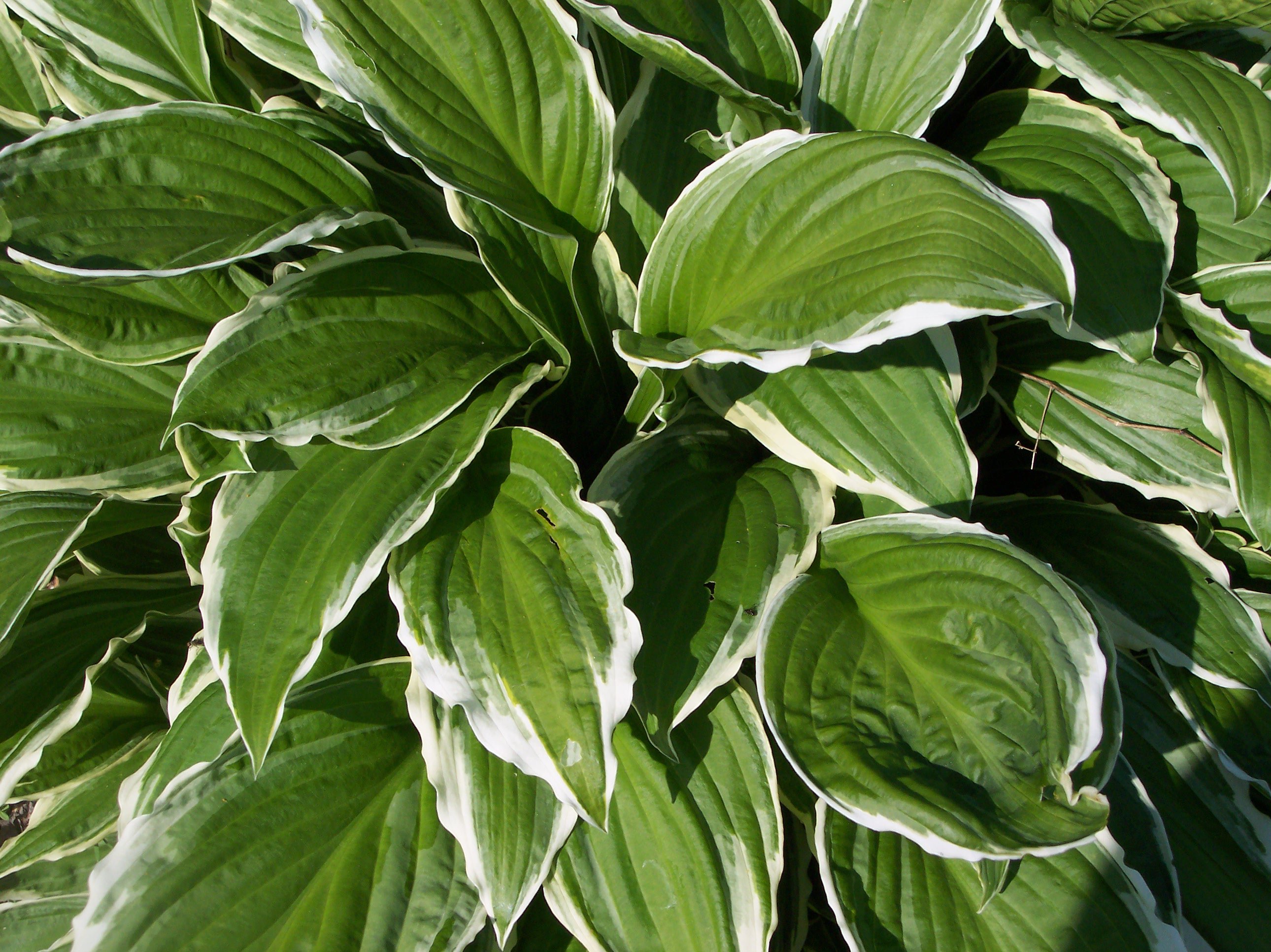 plant Wallpaper