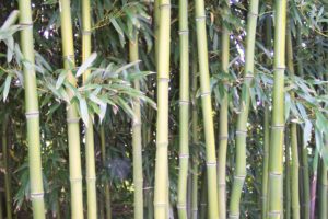 bamboo, Plant