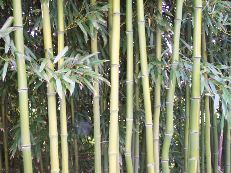 bamboo, Plant HD Wallpaper Desktop Background