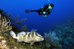 grouper, Ocean, Sea, Underwater, Sealife, Fish, Scuba, Diving