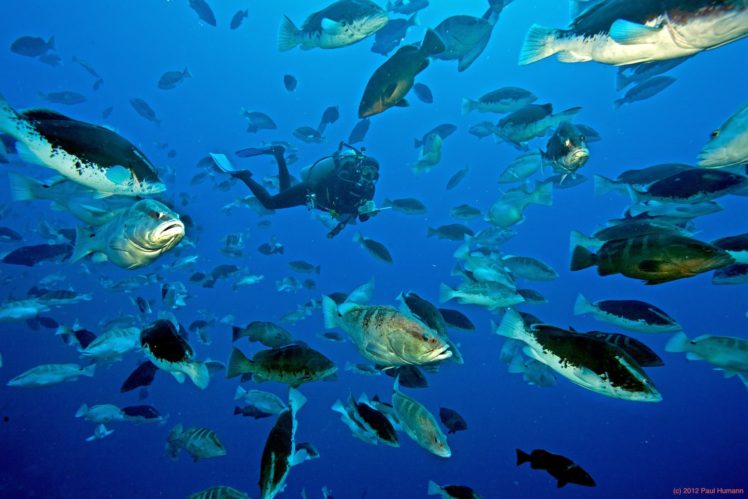 grouper, Ocean, Sea, Underwater, Sealife, Fish, Scuba, Diving HD Wallpaper Desktop Background