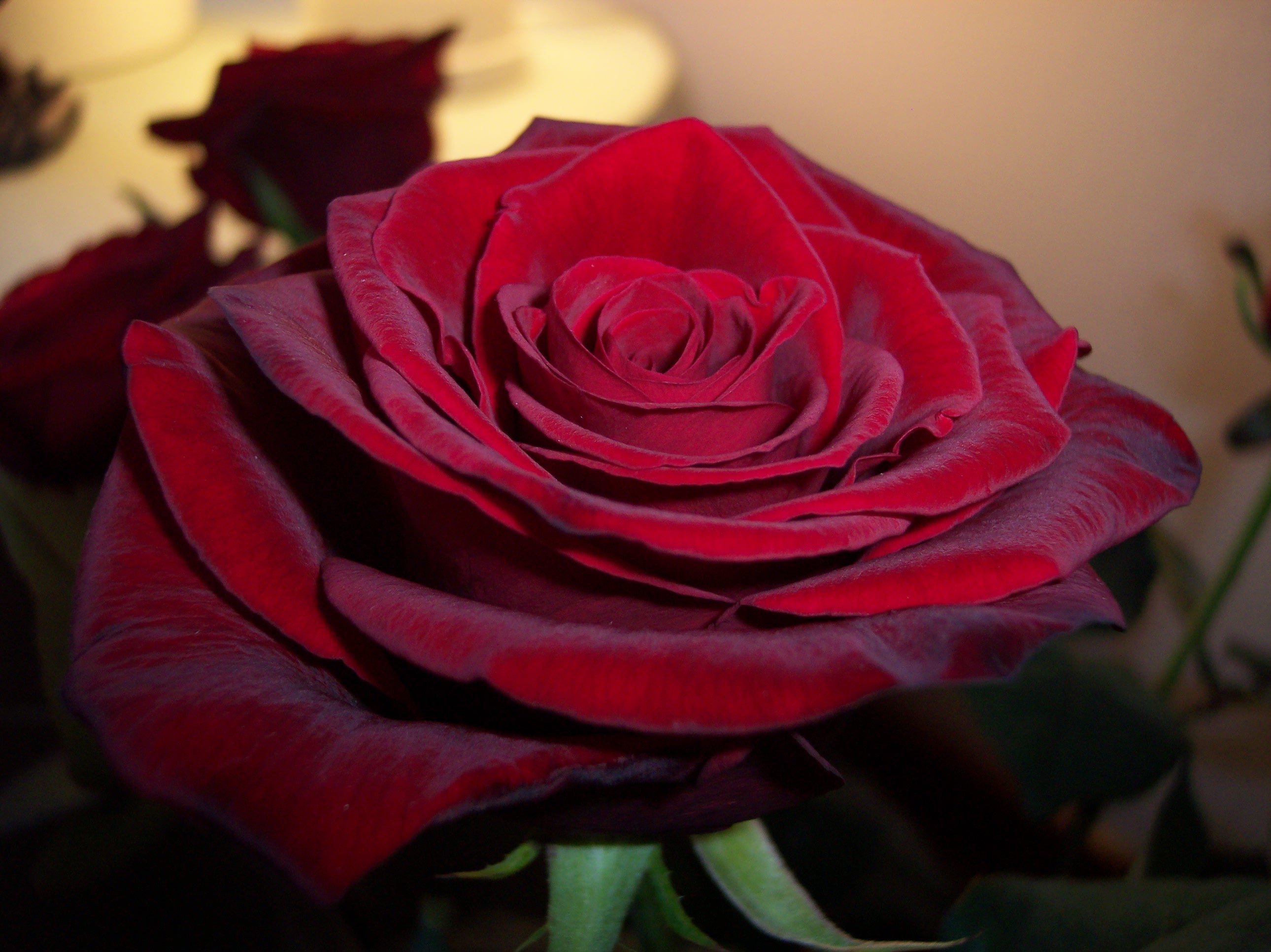 red, Rose, Flower Wallpaper