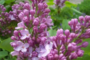 lilac, Flowers, Plant
