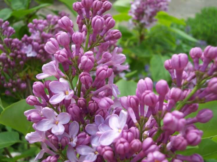 lilac, Flowers, Plant HD Wallpaper Desktop Background