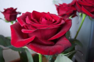 red, Rose, Flower