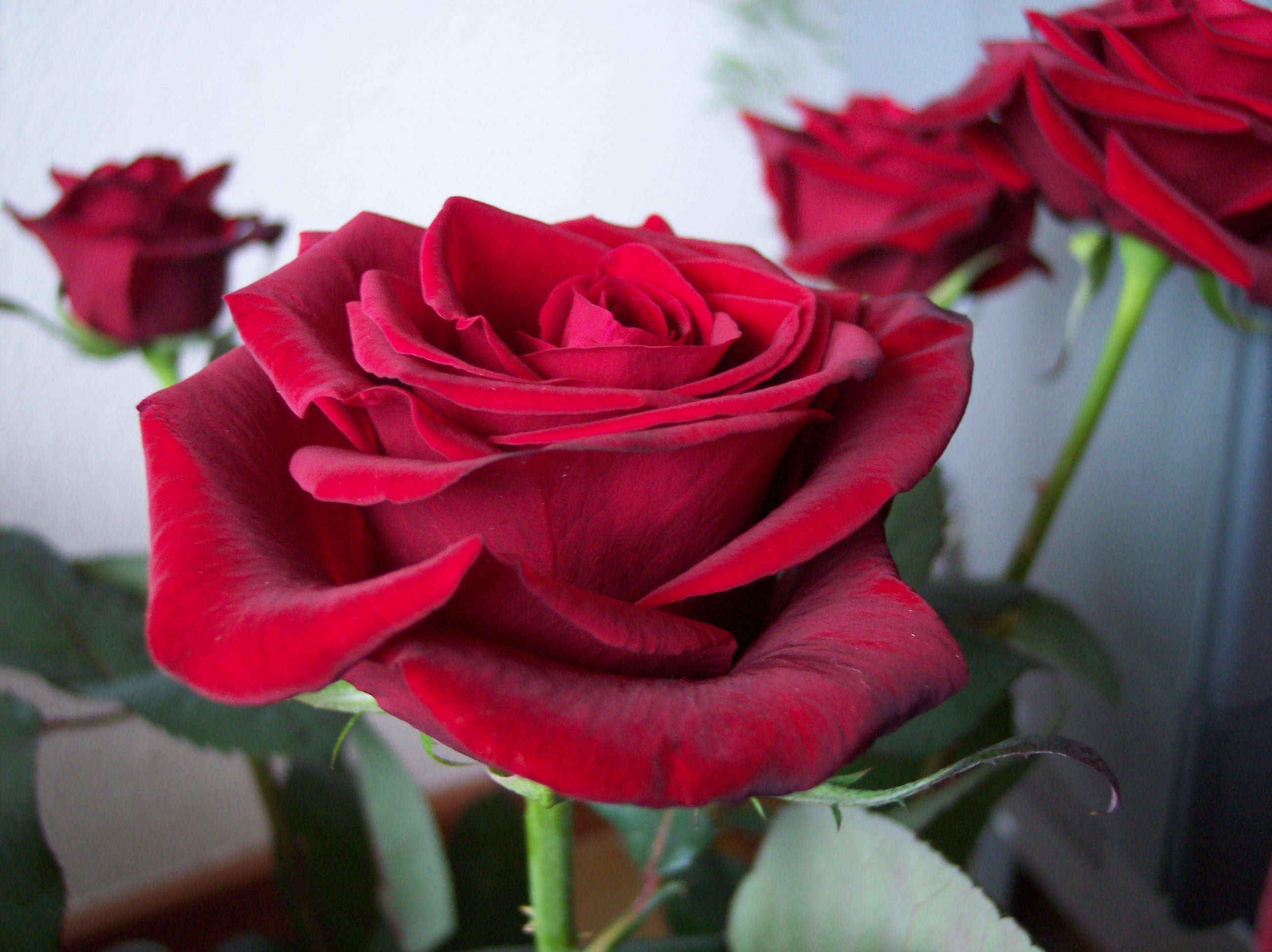 red, Rose, Flower Wallpaper