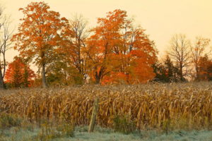 field, Corn, Autumn, Nature, Trees, Thanksgiving, Halloween, Landscapes, Plants