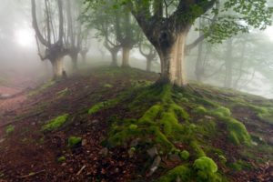 forest, Mist, Nature, Umbrella, Landscapes, Trees, Fog, Woods