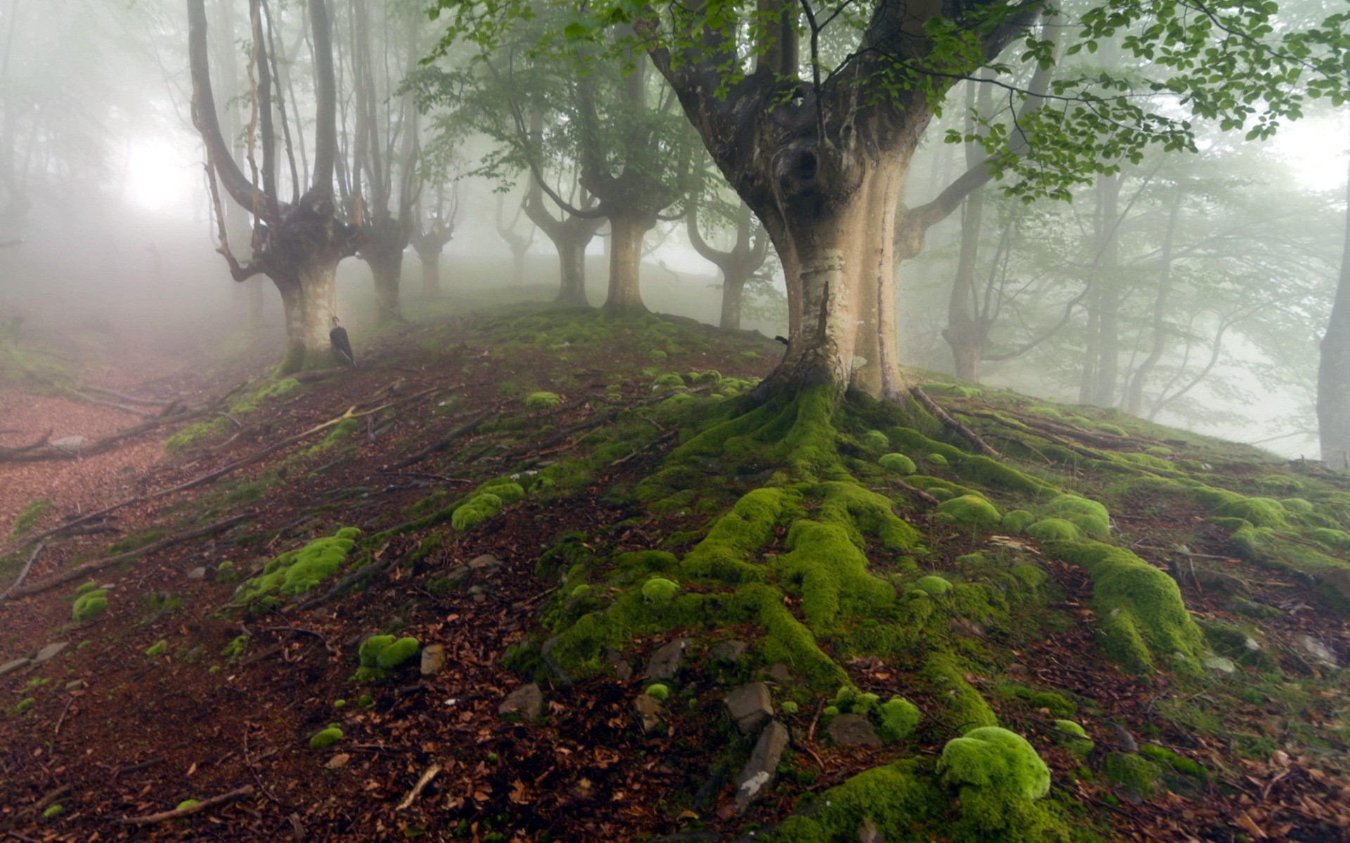 forest, Mist, Nature, Umbrella, Landscapes, Trees, Fog, Woods Wallpaper