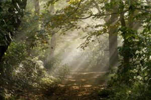 forest, Road, Light, Nature, Rays, Leaves, Trees, Sunlight, Trail, Path, Landscapes