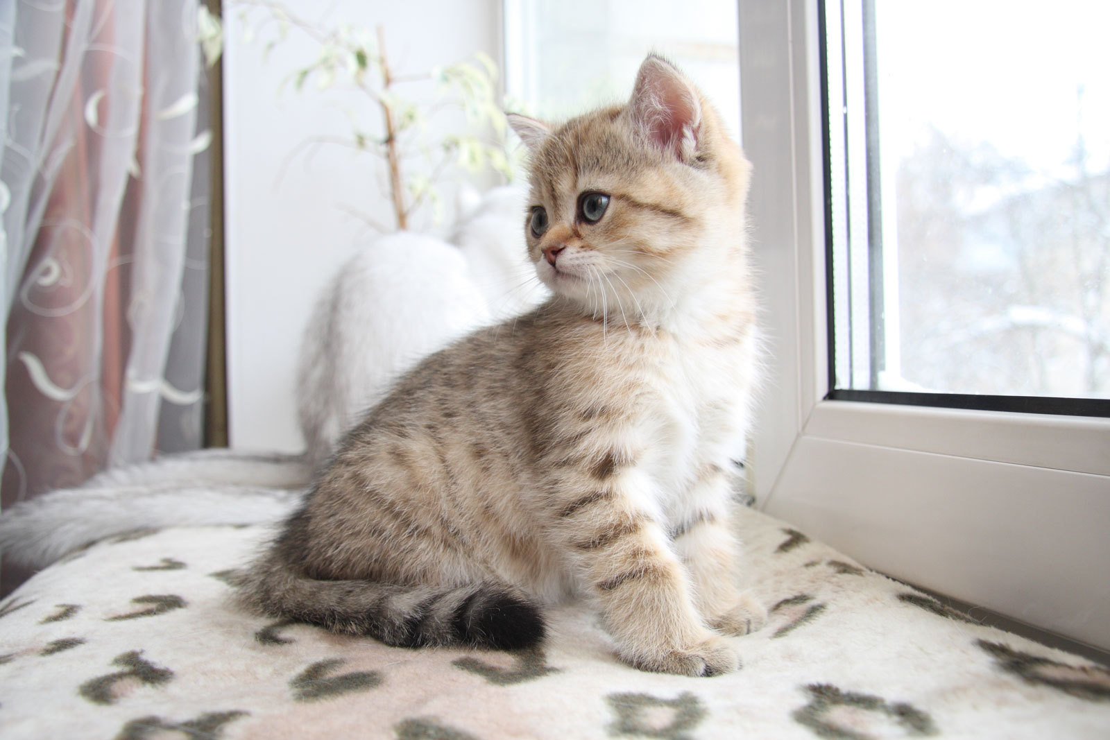 cat, Kitten, Animal Wallpaper