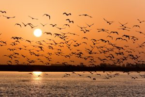 volga, Seagulls, Sunset