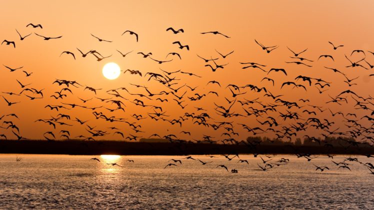 volga, Seagulls, Sunset HD Wallpaper Desktop Background