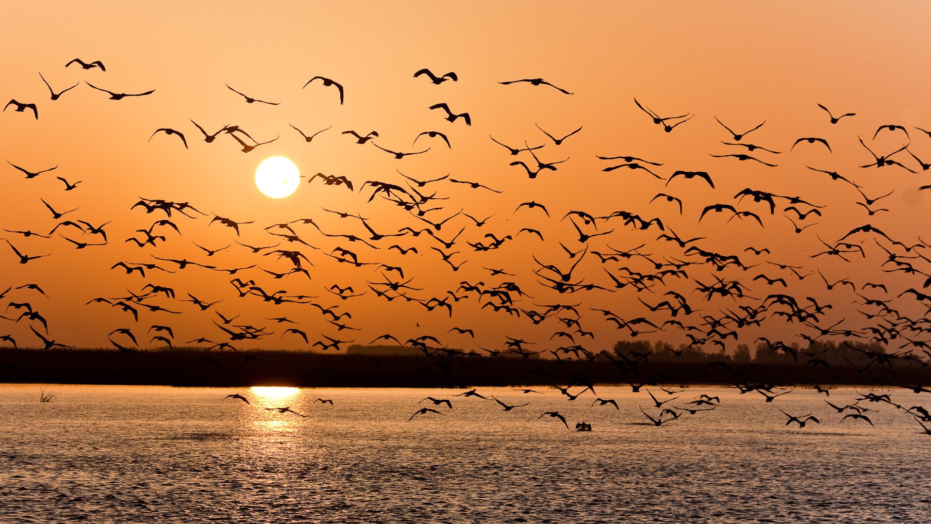 volga, Seagulls, Sunset Wallpaper