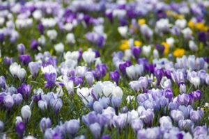 crocuses, Glade, White, Primrose, Lilac, Spring