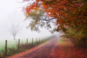 autumn, People, Park, Fence, Track, Fog, Path