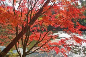 red, Trees, Water, Autumn, Leaves