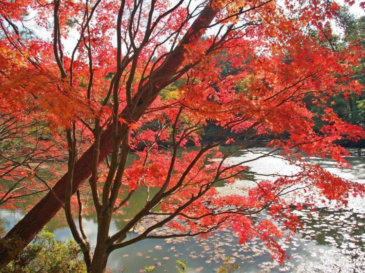 red, Trees, Water, Autumn, Leaves HD Wallpaper Desktop Background