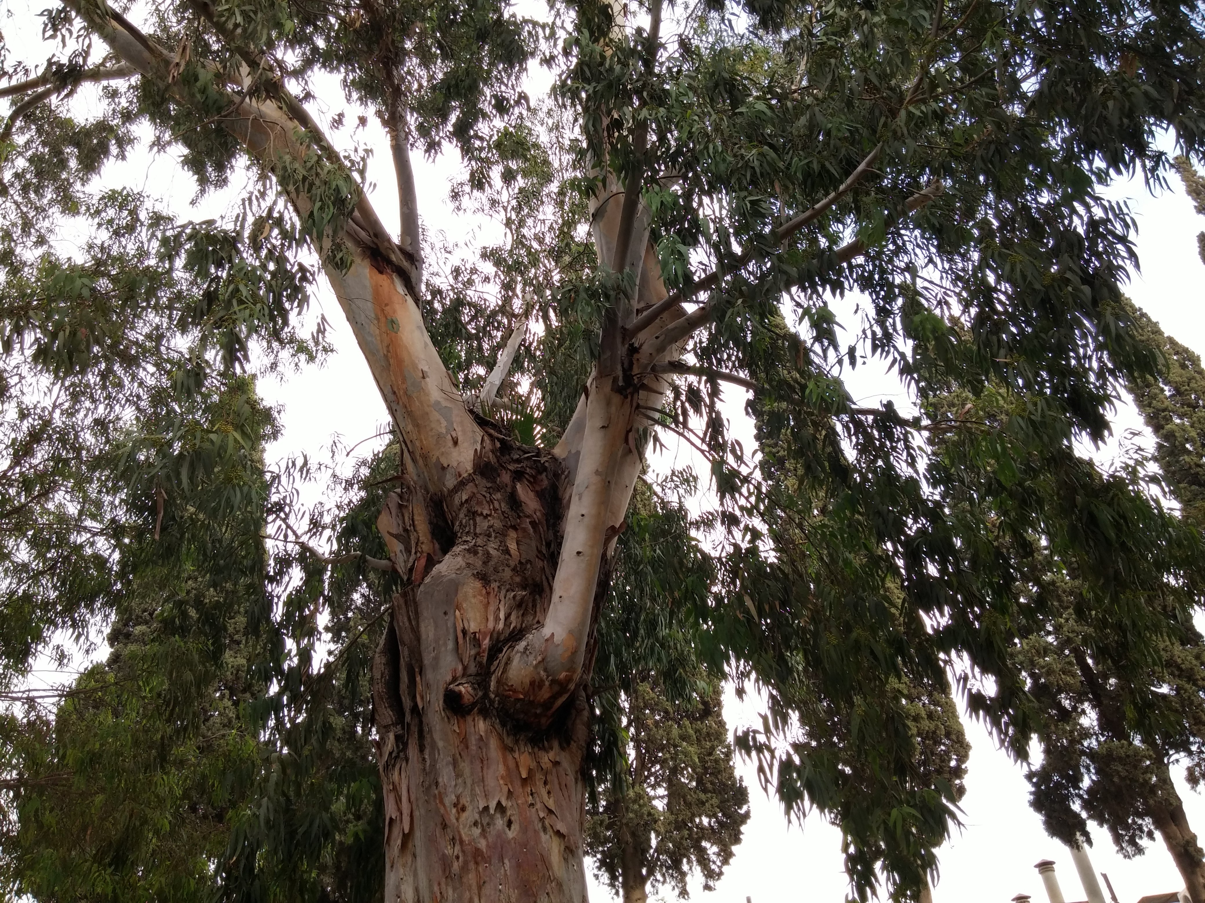 tree, Nature Wallpaper