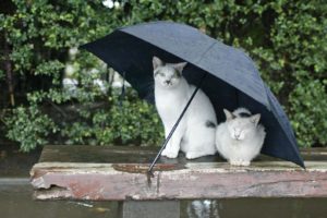 cats, Rain, Umbrella