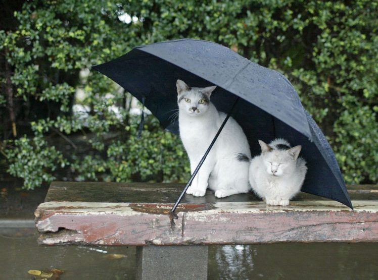 cats, Rain, Umbrella HD Wallpaper Desktop Background