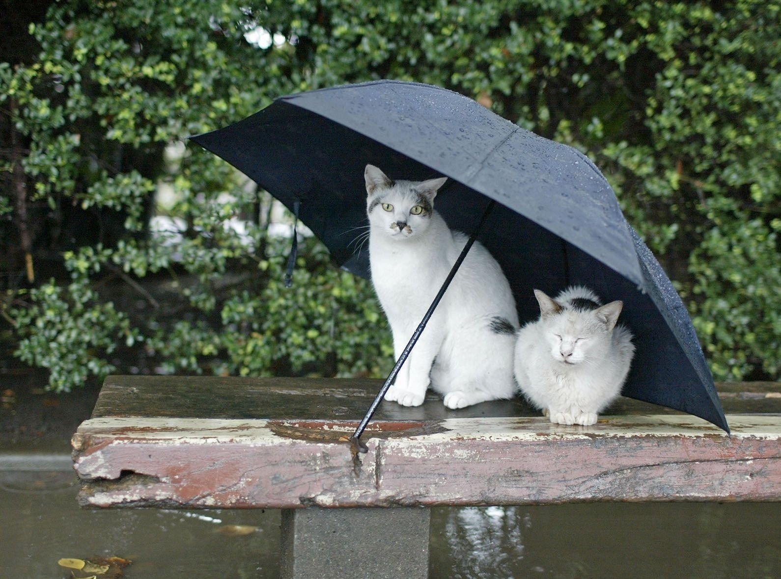 cats, Rain, Umbrella Wallpaper