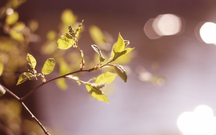 leaves, Leaf, Macro, Trees, Sunlight HD Wallpaper Desktop Background