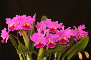 orchid, Flowers, Bouquet, Pink