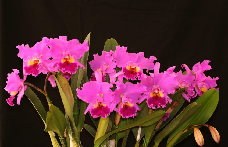 orchid, Flowers, Bouquet, Pink HD Wallpaper Desktop Background