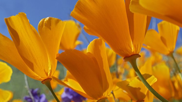 flower, Beautiful, Flowers, Colors, Nature HD Wallpaper Desktop Background