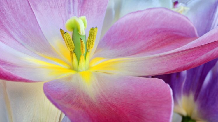 flower, Beautiful, Flowers, Colors, Nature HD Wallpaper Desktop Background