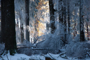 snow, Forest, Trees, Winter, Sunlight, Light, Frost, Landscapes