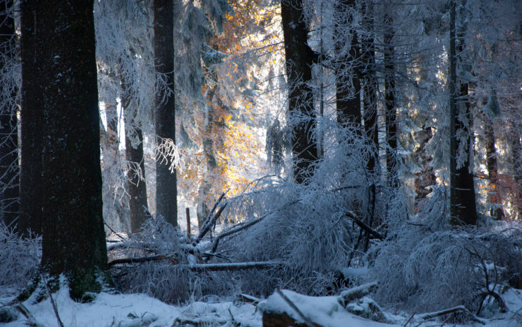 snow, Forest, Trees, Winter, Sunlight, Light, Frost, Landscapes HD Wallpaper Desktop Background