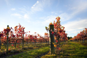 vineyard, Grapes, Sky, Vine, Leaves, Landscapes, Plants