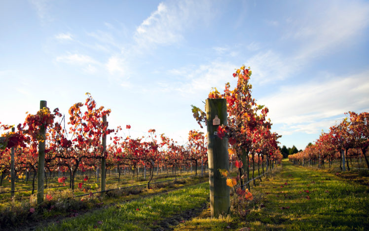 vineyard, Grapes, Sky, Vine, Leaves, Landscapes, Plants HD Wallpaper Desktop Background