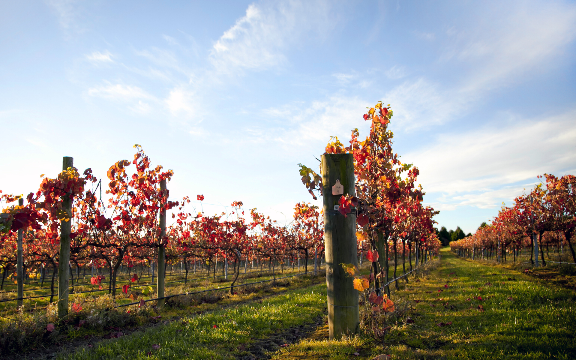 vineyard, Grapes, Sky, Vine, Leaves, Landscapes, Plants Wallpaper