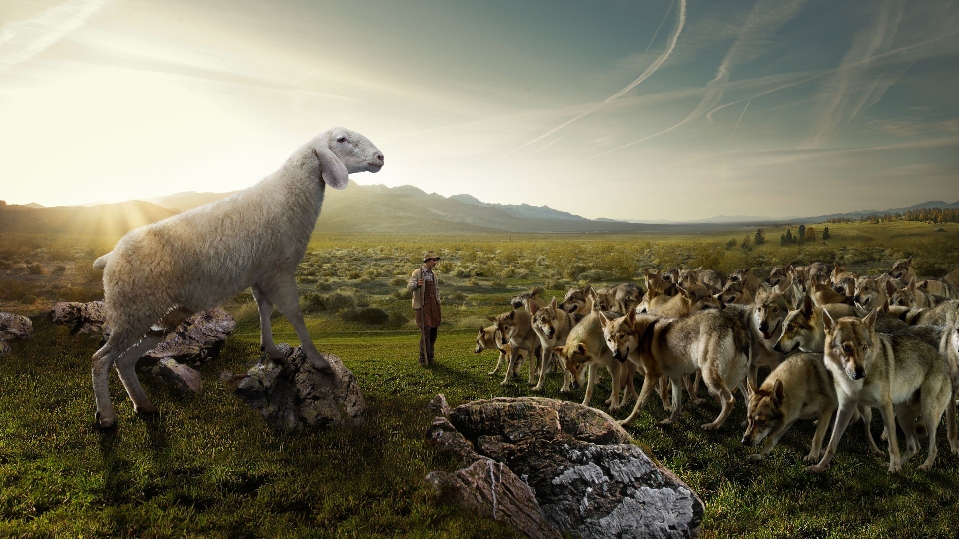 wolves, Flock, Sheep, Shepherd, Nature, Field, Sky, Rocks, Situation, Humor, Wolf, People, Men, Males, Landscapes, Sky, Mountains Wallpaper
