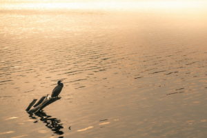 lake, Bird, Evening, Nature, Reflection, Mood