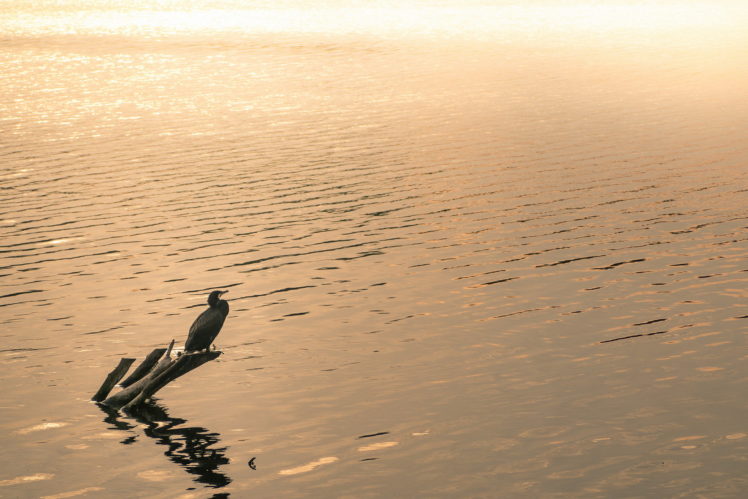 lake, Bird, Evening, Nature, Reflection, Mood HD Wallpaper Desktop Background