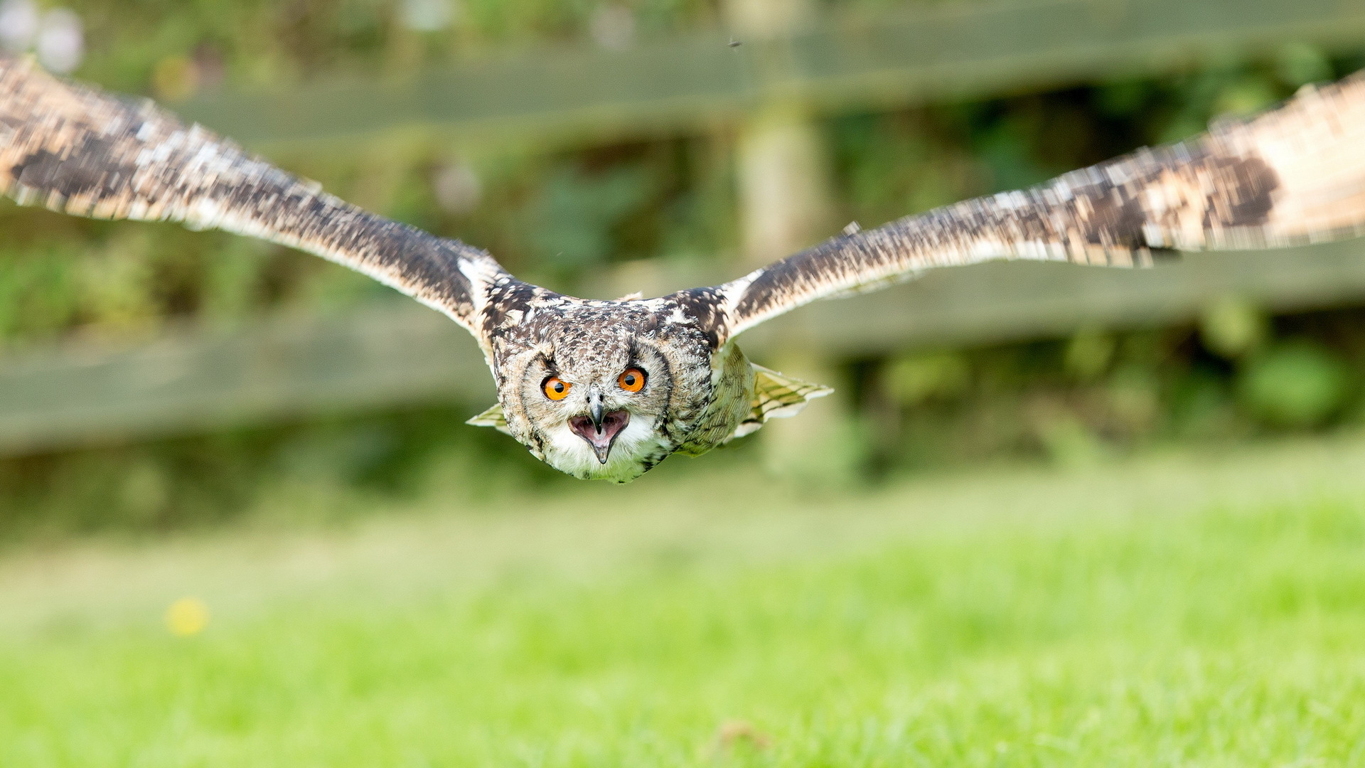 owls, Wings, Flight, Fly, Face, Eyes Wallpaper