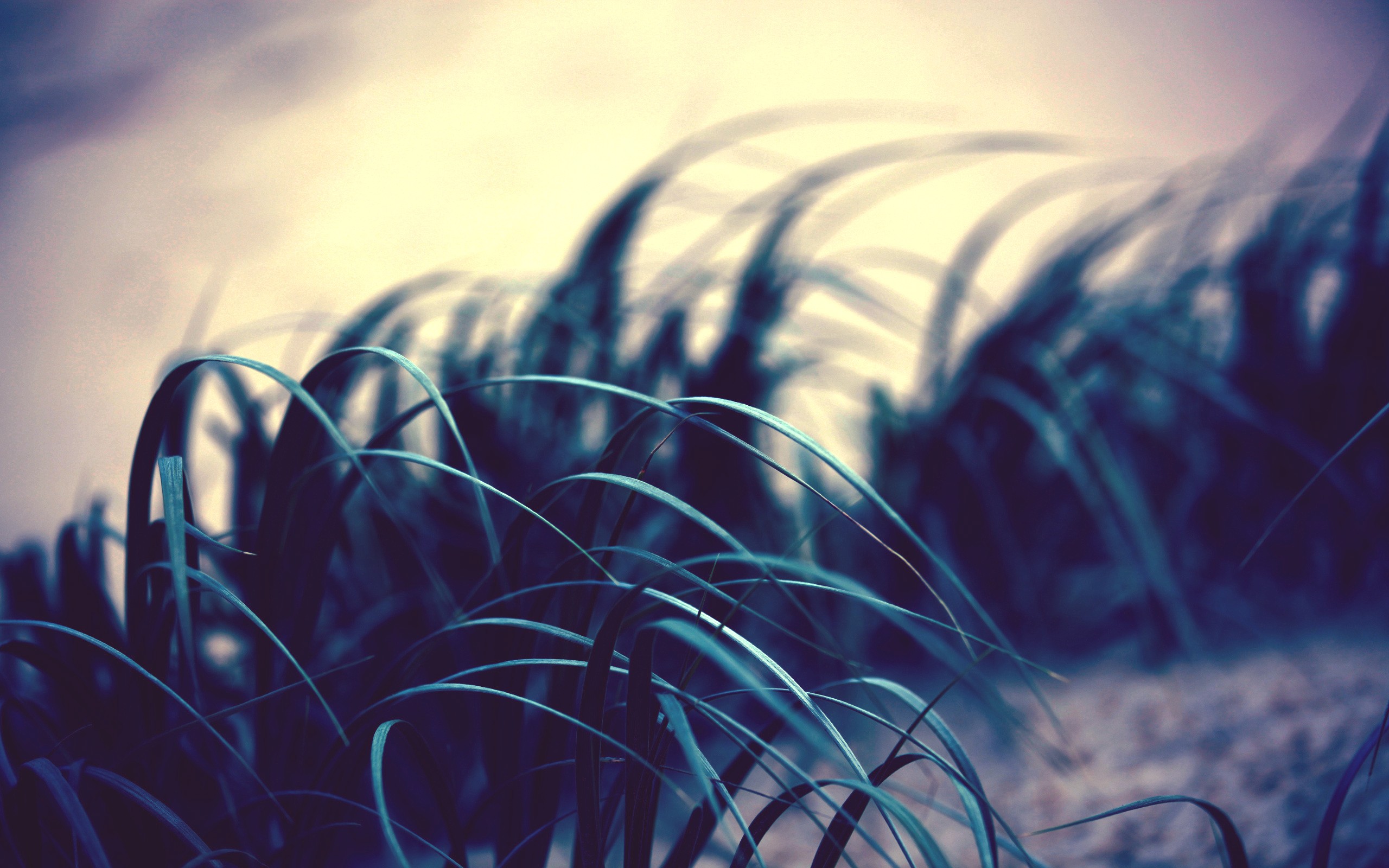 grass, Photo Wallpaper