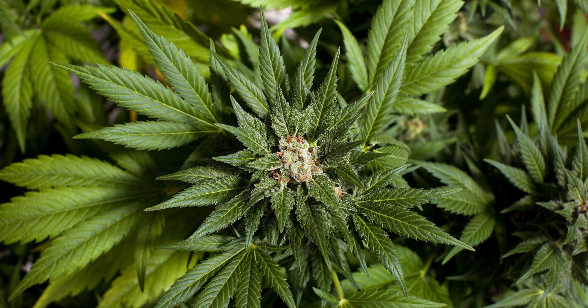 marijuana, 420, Weed, Mary, Jane, Drugs Wallpaper