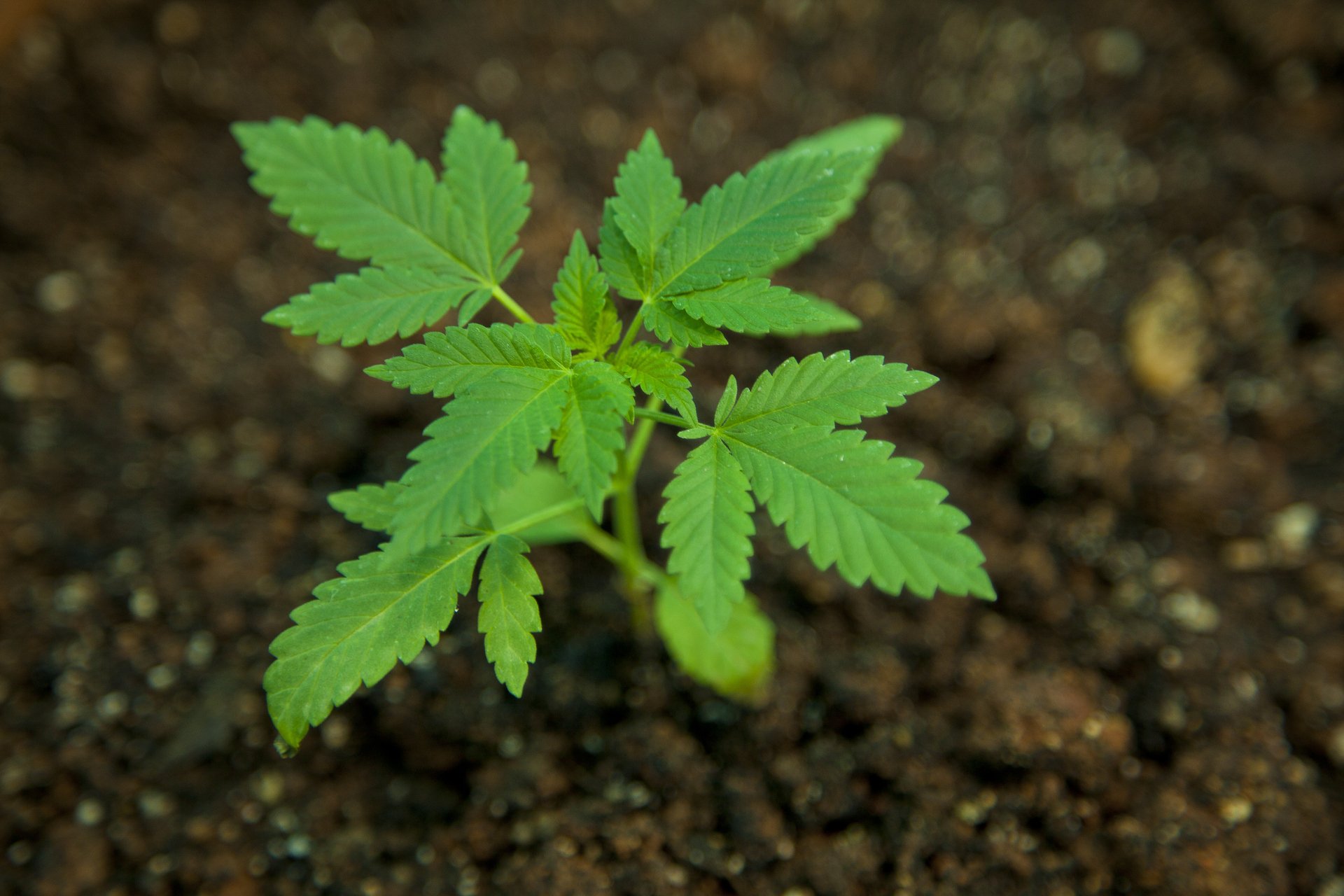 marijuana, 420, Weed, Mary, Jane, Drugs Wallpaper